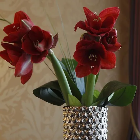 Hotel Arcadia Boutique 3*